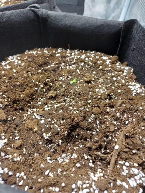 First Indoor Grow. Week 0