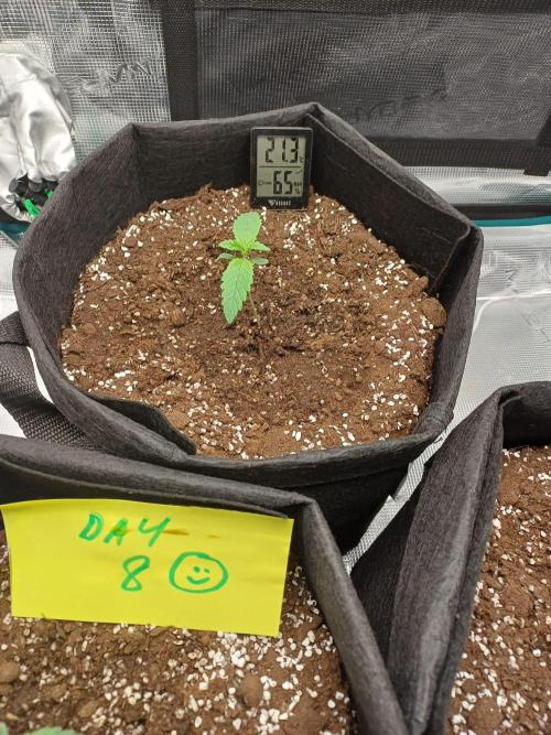 First Indoor Grow. Week 1