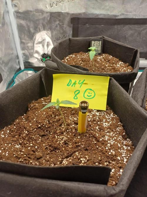 First Indoor Grow. Week 1