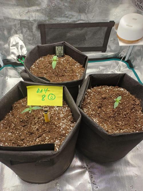 First Indoor Grow. Week 1