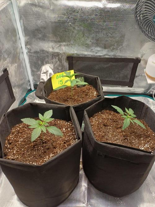 First Indoor Grow. Week 2