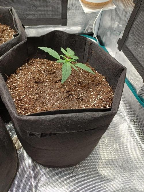 First Indoor Grow. Week 2