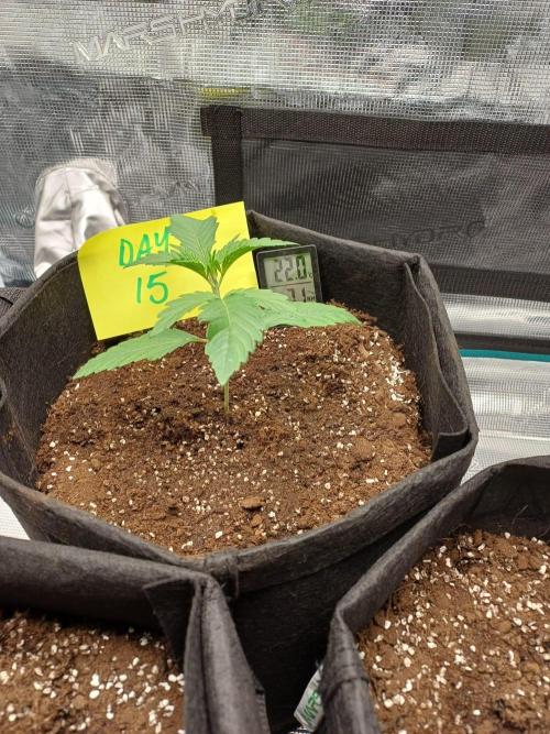 First Indoor Grow. Week 2