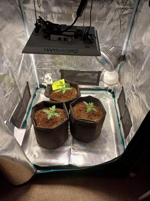 First Indoor Grow. Week 2