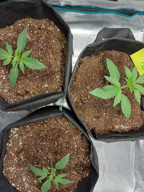 First Indoor Grow. Week 2