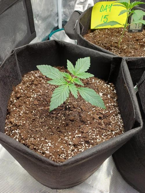 First Indoor Grow. Week 2