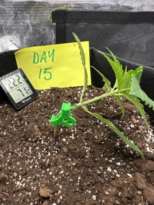 First Indoor Grow. Week 2