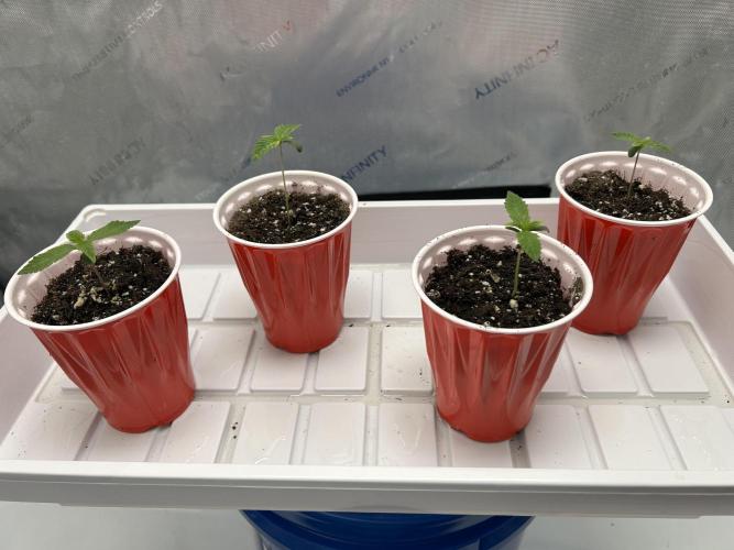 Granny Candy. Week 0