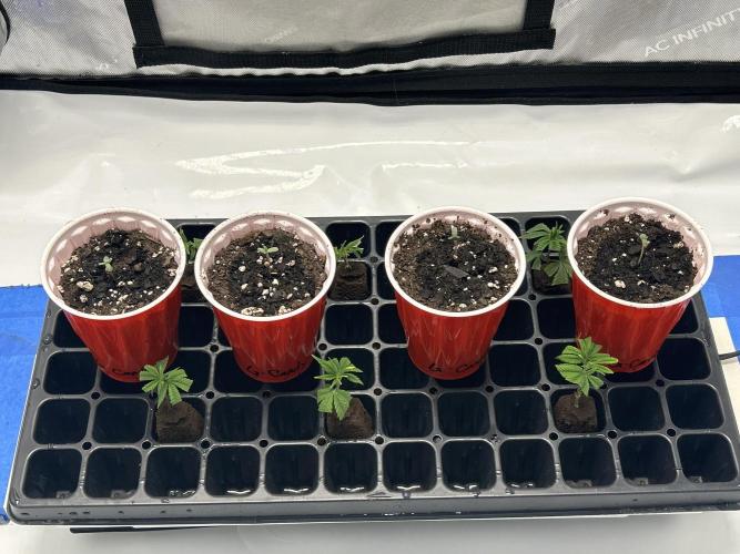 Granny Candy. Week 0