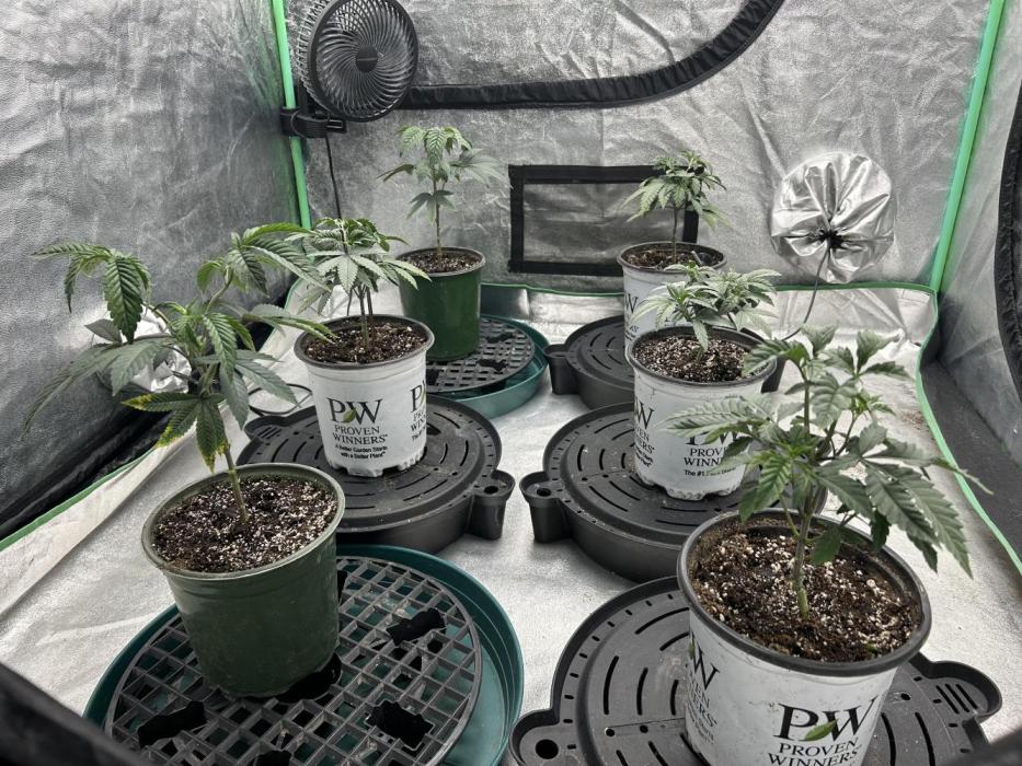 Granny Candy. Week 4 - few weeks in transplanted them into 1 gal pots. 4 Granny Candy 2 Green Crack