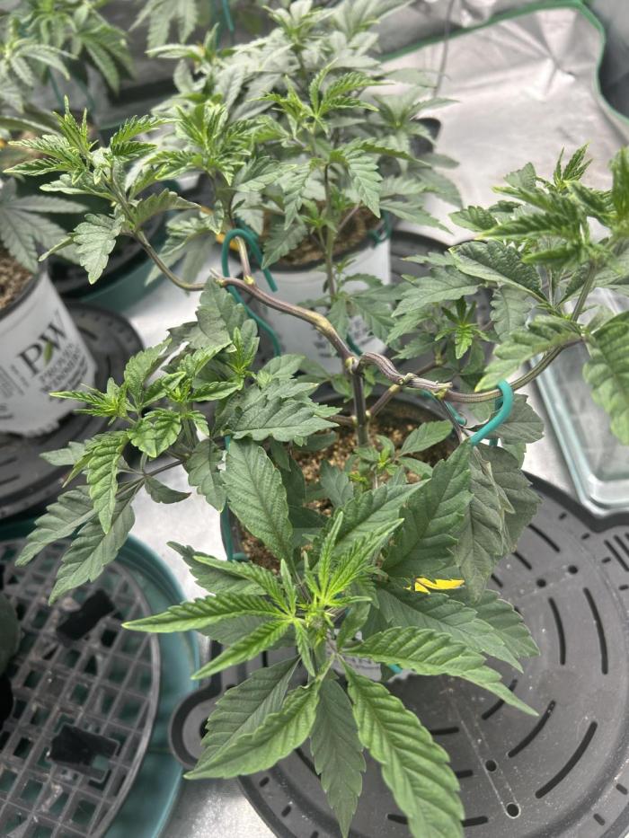 Granny Candy. Week 5 - 5th week