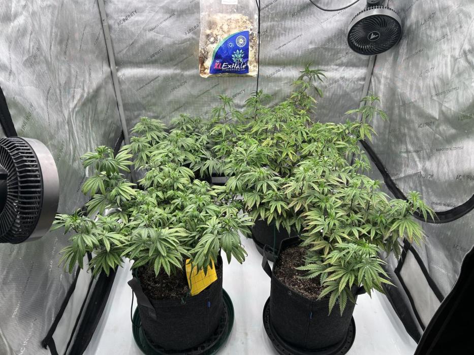Granny Candy. Week 6 - 6th week