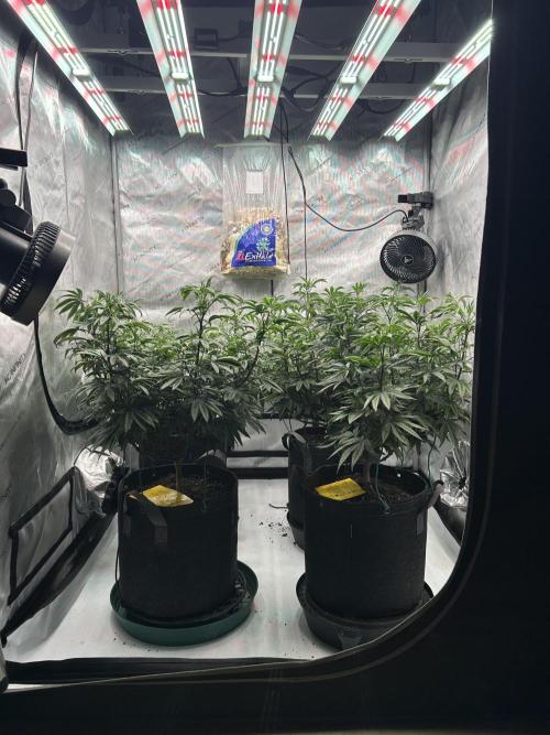 Granny Candy. Week 7 - Week 7 catching up after low P