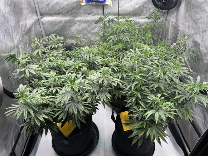 Granny Candy. Week 7