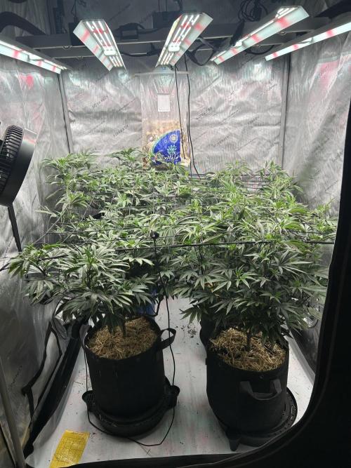 Granny Candy. Week 8 - Filling in nicely 