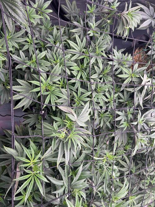 Granny Candy. Week 8 - The leaves are looking so much better now.