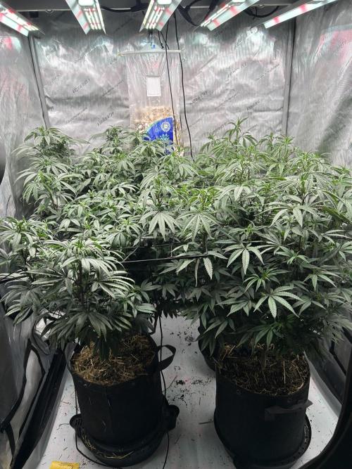 Granny Candy. Week 9