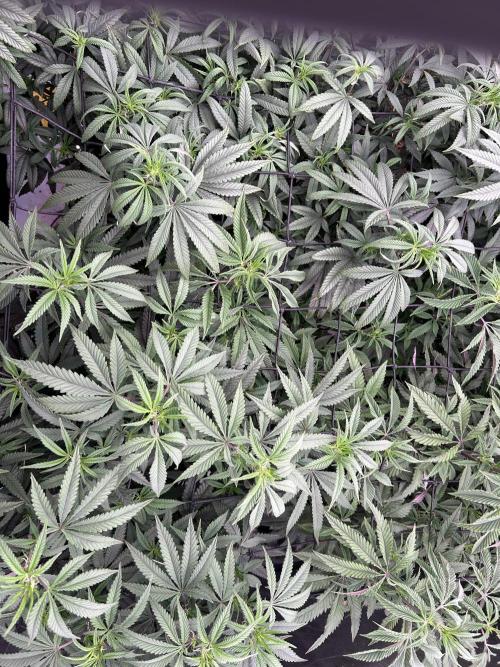 Granny Candy. Week 9