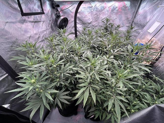 Granny Candy. Week 10