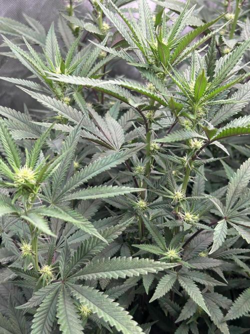 Granny Candy. Week 10