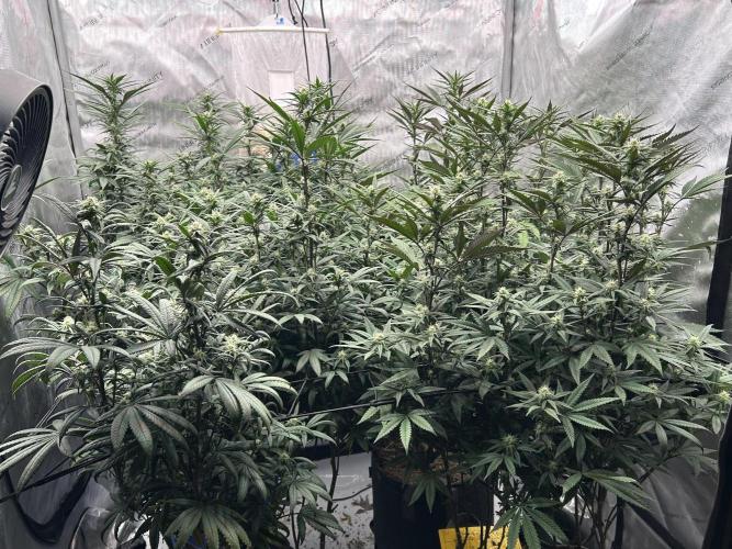 Granny Candy. Week 11 - They are out of the stretch and really stacking bud sites.