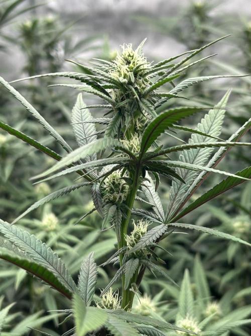 Granny Candy. Week 11