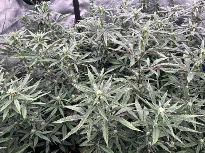 Granny Candy. Week 12