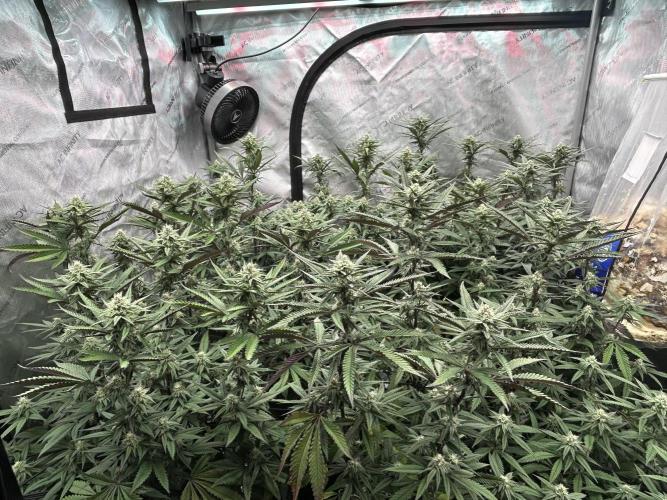 Granny Candy. Week 13
