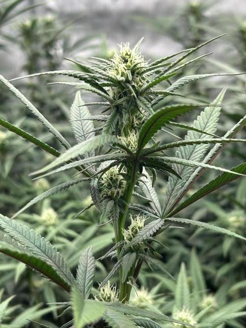 Granny Candy. Week 13 - Great genetics I love to see the difference in the phenos. 