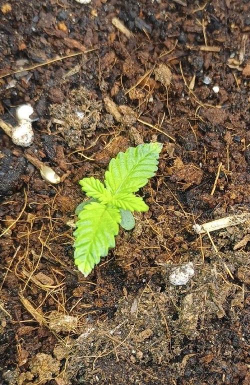 16 Colas Mainlaining Permanent Marker. Week 3 - Tag17