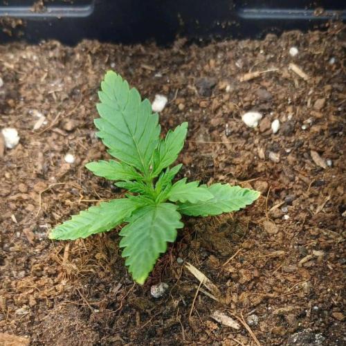 16 Colas Mainlaining Permanent Marker. Week 3 - Tag20