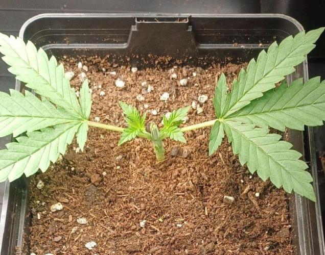 16 Colas Mainlaining Permanent Marker. Week 4 - Tag28