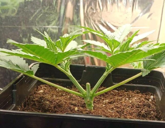 16 Colas Mainlaining Permanent Marker. Week 5 - Tag 33