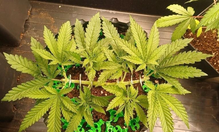 16 Colas Mainlaining Permanent Marker. Week 6 - Tag39