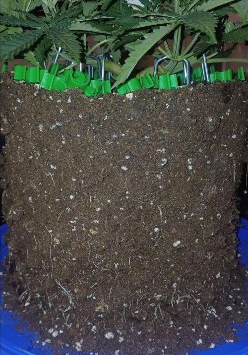 16 Colas Mainlaining Permanent Marker. Week 7 - Tag46