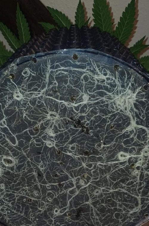 16 Colas Mainlaining Permanent Marker. Week 7 - Tag46