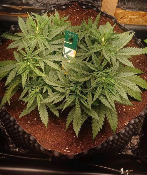 16 Colas Mainlaining Permanent Marker. Week 7 - Tag47