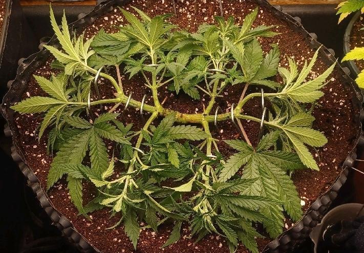 16 Colas Mainlaining Permanent Marker. Week 7 - Tag47