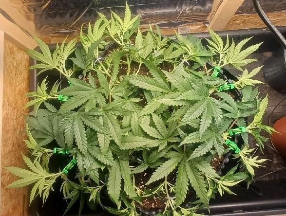 16 Colas Mainlaining Permanent Marker. Week 9 - Tag59