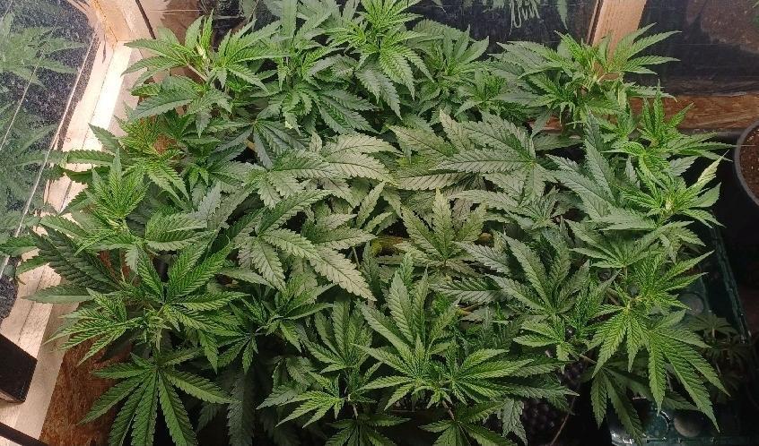 16 Colas Mainlaining Permanent Marker. Week 9 - Tag63