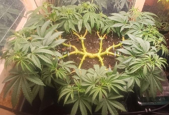 16 Colas Mainlaining Permanent Marker. Week 10 - Tag 65