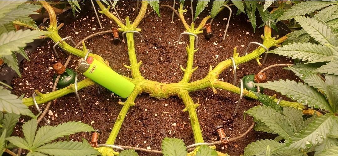 16 Colas Mainlaining Permanent Marker. Week 10 - Tag 65