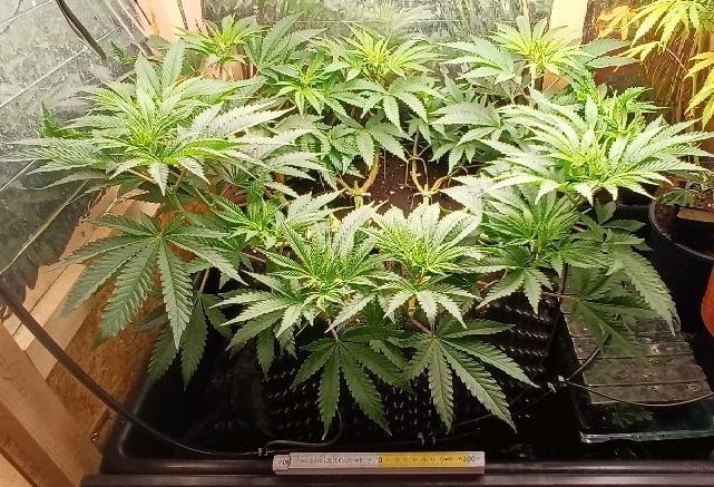 16 Colas Mainlaining Permanent Marker. Week 10 - Tag67