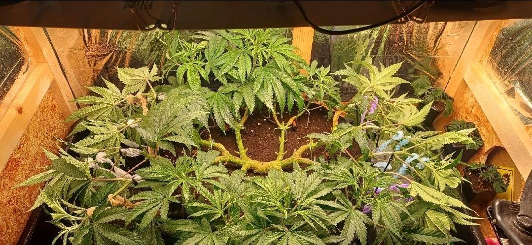 16 Colas Mainlaining Permanent Marker. Week 10 - Tag69