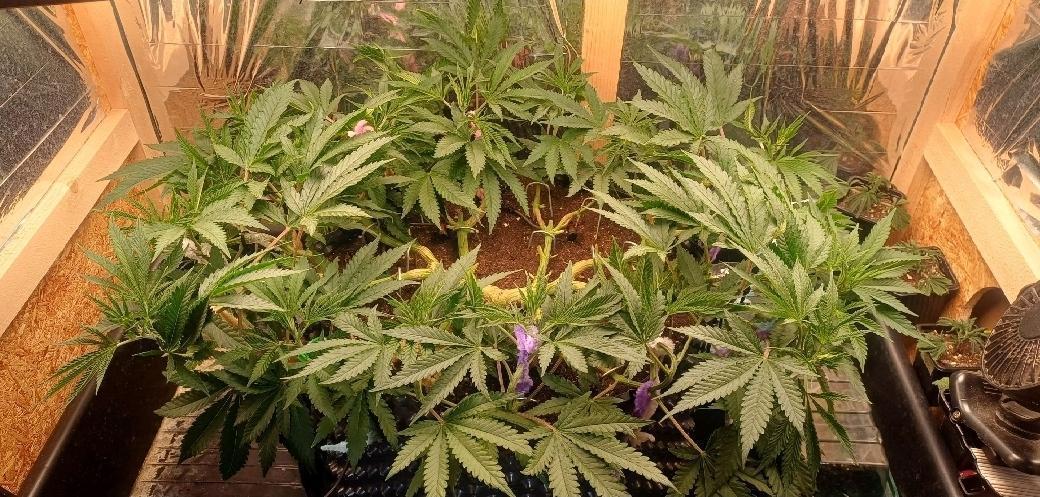 16 Colas Mainlaining Permanent Marker. Week 11 - Tag71