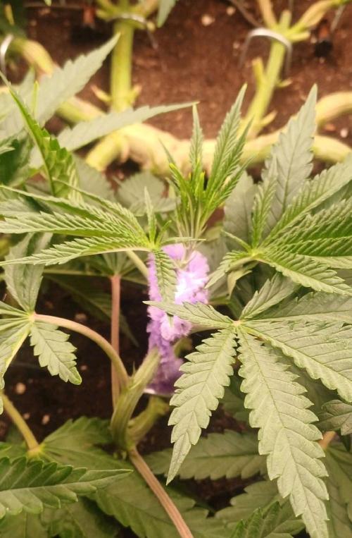 16 Colas Mainlaining Permanent Marker. Week 11 - Tag71