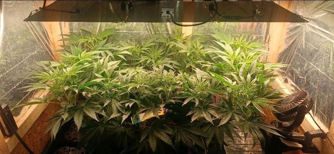 16 Colas Mainlaining Permanent Marker. Week 12 - Tag81