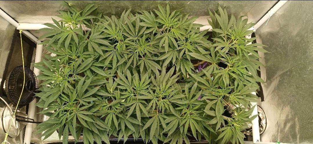 16 Colas Mainlaining Permanent Marker. Week 13 - Tag86