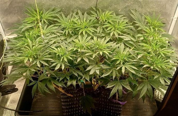 16 Colas Mainlaining Permanent Marker. Week 13 - Tag89