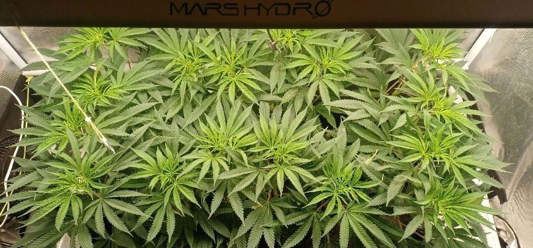 16 Colas Mainlaining Permanent Marker. Week 13 - Tag89